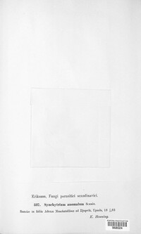 Image of Synchytrium anomalum